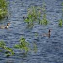 Potápka roháč (<i>Podiceps cristatus</i>), Váňovský rybník, 16.6.2016, foto Vojtěch Kodet