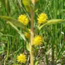 Bazanovec kytkokvětý (<i>Lysimachia thyrsiflora</i>), NPP Zhejral [JI], 13.6.2006, foto Luděk Čech