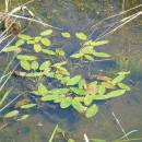 Rdest vzplývavý (<i>Potamogeton natans</i>), rašeliniště Bažantka, 22.9.2016, foto Vojtěch Kodet