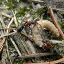 Spolupráce je jedním ze základních předpokladů úspěšnosti mravenců - (<i>Formica lugubris</i>) v NPR Ransko, foto Klára Bezděčková.