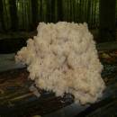 Korálovec jedlový (<i>Hericium flagellum</i>), NPR Velký Špičák, 24.9.2010, foto Vojtěch Kodet
