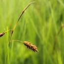 ostřice bažinná (Carex limosa)