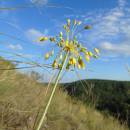 Česnek žlutý (<i>Allium flavum</i>), NPR Mohelenská hadcová step, 9.7.2016, foto Vojtěch Kodet