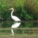 Volavka bílá (<i>Ardea alba</i>), ryb. Parný Mlýn, 14.9.2016, foto Vojtěch Kodet