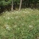 Smldník jelení (<i>Peucedanum cervaria</i>), Šemíkovice, Knížecí seč [TR], 14.8.2016, foto Libor Ekrt