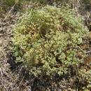 Chmerek roční (<i>Scleranthus annuus</i>), Ptáčovské rybníky, 17.7.2011, foto Vojtěch Kodet