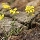 Tařice horská Gmelinova (<i>Alyssum montanum subsp. gmelinii</i>), NPR Mohelenská hadcová step [TR], 14.4.2015, foto Libor Ekrt