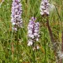 Prstnatec Fuchsův (<i>Dactylorhiza fuchsii</i>), rašeliniště Pod Trojanem, 16.7.2013, foto Vojtěch Kodet