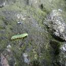 PP Na Skalce, 1.6.2016, foto Vojtěch Kodet