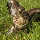 Káně lesní (<i>Buteo buteo</i>), Šimanov na Moravě [JI]