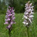 Prstnatec Fuchsův (<i>Dactylorhiza fuchsii</i>), rašeliniště Pod Trojanem, 3.7.2006, foto Vojtěch Kodet