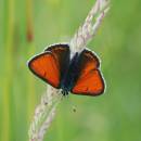 Ohniváček modrolemý (<i>Lycaena hippothoe</i>)