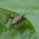 rákosníček (Donacia crassipes)