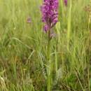 Prstnatec májový pravý (<i>Dactylorhiza majalis</i>), PR Chvojnov [JI], 31.5.2014, foto Libor Ekrt