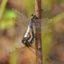 Vážka bělořitná (<i>Orthetrum albistylum</i>), ryb. Parný Mlýn, Krahulov, foto Václav Křivan