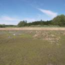 Rychtářský rybník, 17.5.2012, foto Vojtěch Kodet