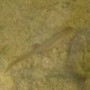 Čolek horský (<i>Ichthyosaura alpestris</i>), PP Hajnice, 7.5.2016, foto Vojtěch Kodet