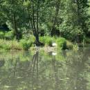Jezdovický rybník, 16.6.2007, foto Vojtěch Kodet