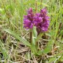 Prstnatec májový (<i>Dactylorhiza majalis</i>), PR V Lisovech, 19.4.2014, foto Vojtěch Kodet