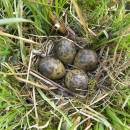 Hnízdo bekasiny otavní (<i>Gallinago gallinago</i>), U Farského lesa, 21.4.2012, foto Vojtěch Kodet