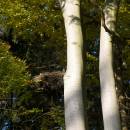 Hnízdo čápa černého (<i>Ciconia nigra</i>), PR V Klučí, 11.10.2010, foto Vojtěch Kodet