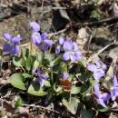 Violka písečná pravá (<i>Viola rupestris</i>), NPR Mohelenská hadcová step [TR], 14.4.2015, foto Libor Ekrt