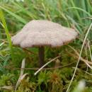 Závojenka Mougeotova (<i>Entoloma mougeotii</i>), PR Chvojnov, 18.8.2013, foto Vojtěch Kodet