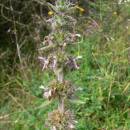 Čistec německý pravý (<i>Stachys germanica</i>), NPP Švařec [ZR], 16.9.2009, foto Luděk Čech