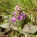 Prstnatec májový (<i>Dactylorhiza majalis</i>), PR Vílanecké rašeliniště, 11.5.2015, foto Vojtěch Kodet