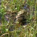 Amplex ropuchy obecné (<i>Bufo bufo</i>), mokřady Pod Chvojnovem, 5.4.2016, foto Vojtěch Kodet
