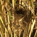 Hnízdo rákosníka velkého (<i>Acrocephalus arundinaceus</i>), Zdislavický rybník, 14.7.2010, foto Vojtěch Kodet