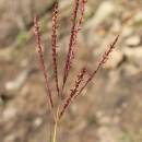 Vousatka prstnatá (<i>Bothriochloa ischaemum</i>), NPR Mohelenská hadcová step [TR], 25.9.2014, foto Libor Ekrt