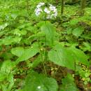 Měsíčnice vytrvalá (<i>Lunaria rediviva</i>), NPR Velký Špičák, 22.5.2008, foto Vojtěch Kodet