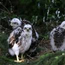Mláďata jestřába lesního (<i>Accipiter gentilis</i>) na hnízdě, Bartoušov [HB], 30.5.2015, foto Václav Hlaváč
