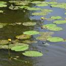 Stulík žlutý (<i>Nuphar lutea</i>), PP Bukovské rybníčky, 7.7.2015, foto Vojtěch Kodet