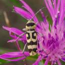 Tesařík <i>Chlorophorus varius</i>, Mohelno, foto Václav Křivan