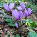 Brambořík nachový (<i>Cyclamen purpurascens</i>), PR Údolí Oslavy a Chvojnice [TR], 16.7.2009, foto Josef Komárek
