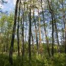 Olešský rybník, 29.6.2010, foto Vojtěch Kodet