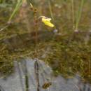 Bublinatka menší (<i>Utricularia minor</i>), PR Chvojnov [JI], 12.6.2012, foto Luděk Čech