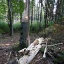 PR Roštejnská obora, 3.10.2015, foto Vojtěch Kodet