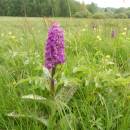 prstnatec májový (Dactylorhiza majalis)