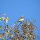 Drozd kvíčala (<i>Turdus pilaris</i>), PP Starý Přísecký rybník, 22.10.2010, foto Vojtěch Kodet