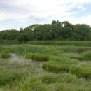 PP Starý Přísecký rybník, 21.6.2009, foto Vojtěch Kodet