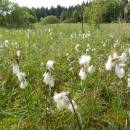 U Šeredů, 29.5.2013, foto Vojtěch Kodet