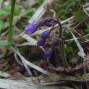 Dřípatka horská (<i>Soldanella montana</i>), PP Lukšovská, 16.4.2005, foto Vojtěch Kodet