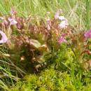 Všivec lesní (<i>Pedicularis sylvatica</i>), PP Meandry Svratky u Milov, 4.6.2015, foto Vojtěch Kodet