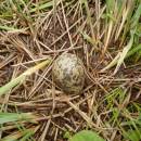 Hnízdo bekasiny otavní (<i>Gallinago gallinago</i>), PR Na Oklice, 23.5.2015, foto Vojtěch Kodet