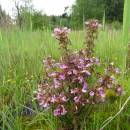 Všivec bahenní (<i>Pedicularis palustris</i>), PR Chvojnov, 29.5.2016, foto Vojtěch Kodet