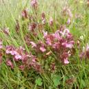 Všivec lesní (<i>Pedicularis sylvatica</i>), PR Na Oklice, 28.5.2013, foto Vojtěch Kodet