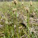 Ostřice šlahounovitá (<i>Carex chordorrhiza</i>), PR Rašeliniště Kaliště [JI], 15.6.2008, foto Libor Ekrt